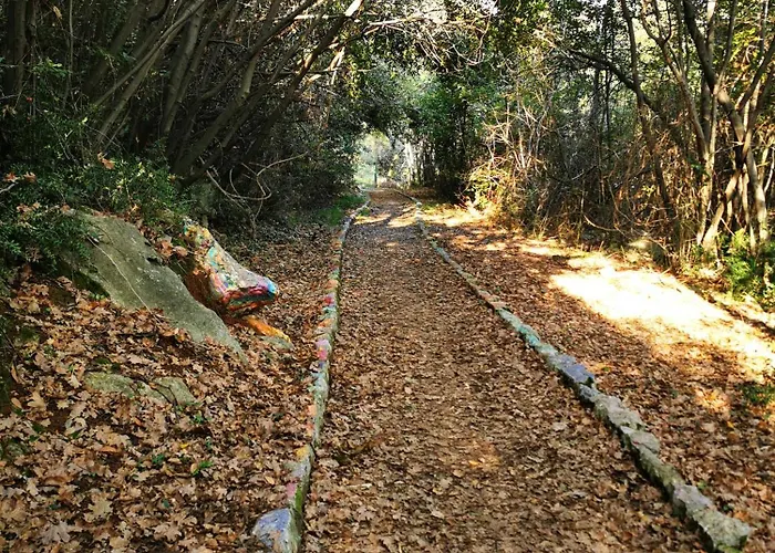 My Dream * אופטיה